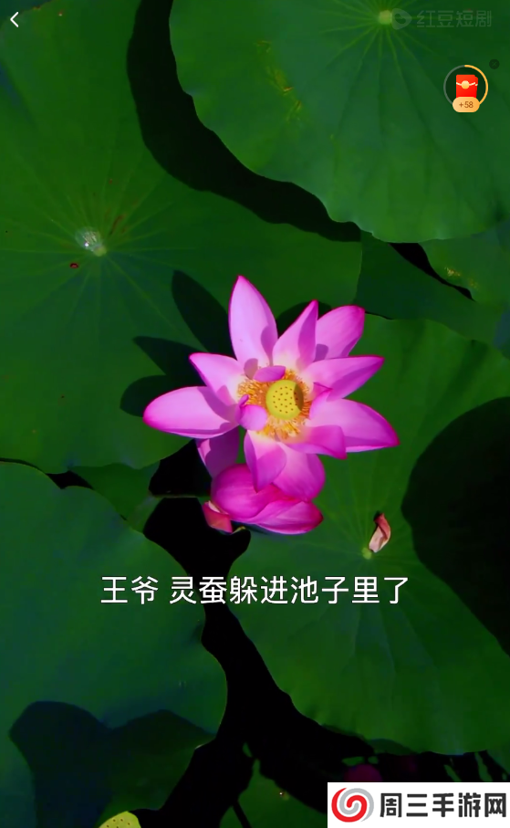 红豆短剧官方正版app