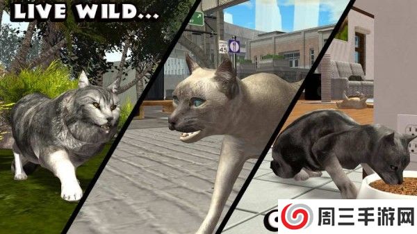 终极猫咪模拟器无限经验版